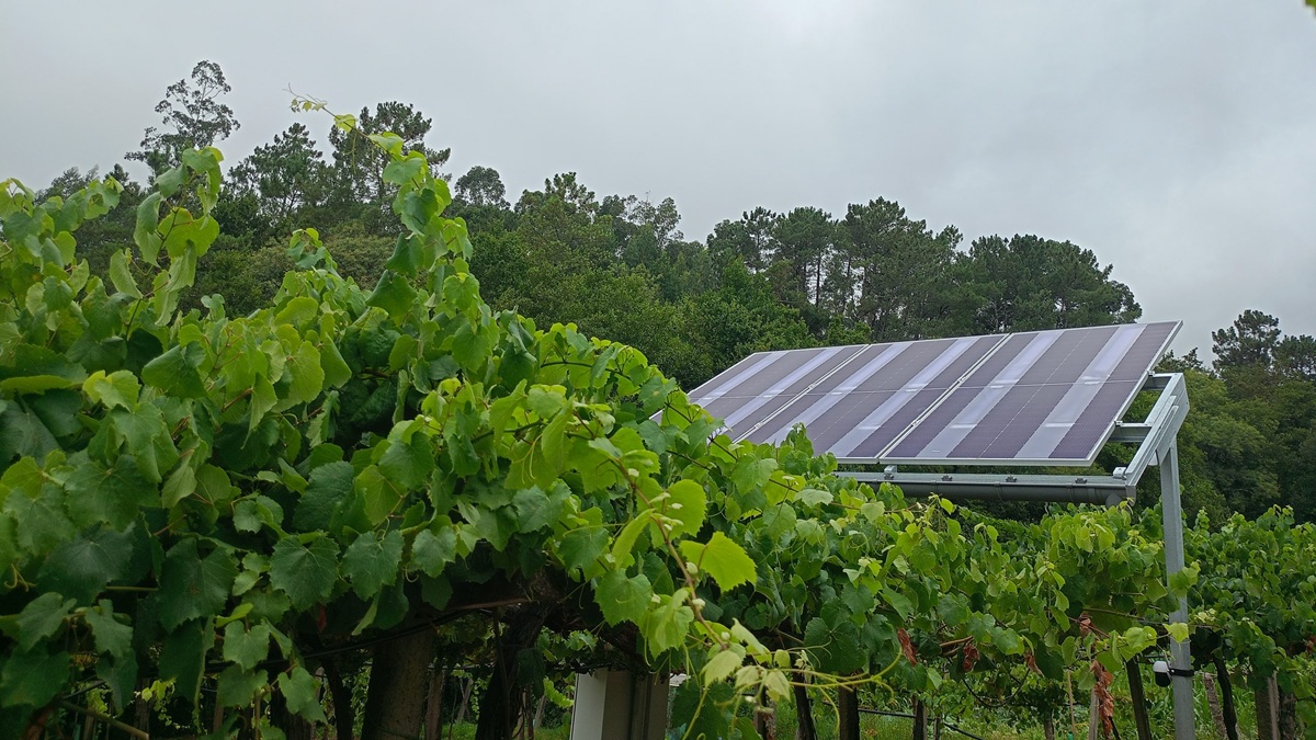 ¿Son los paneles solares compatibles con el cultivo de uva|IMG20250717120852-1024x768
